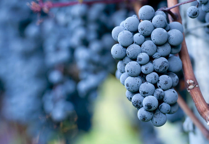 The Allure of Pinot Noir